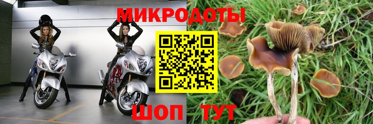 Галлюциногенные грибы Psilocybe Ишимбай
